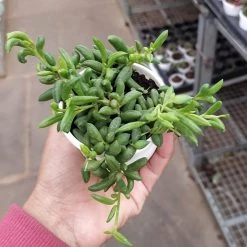ChhajedGarden.com Senecio Radicans - String Of Bananas Succulent Plant