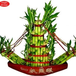 CGASPL Big Boat Lucky Bamboo Lucky Bamboos