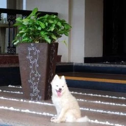 CGASPL Elegance Ivy Pot-Planters