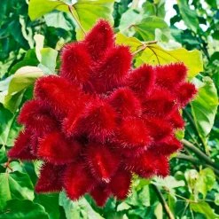 CGASPL Bixa Orellana Seeds - 1 Kg