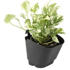 CGASPL 5.5" Vertical Hook Pot Black Color - Pack Of 500 Pots Vertical Garden Pots