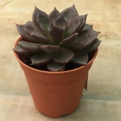 CGASPL Top 10 Best Indoor Bedroom Plants Pack 19 CGASPL Top 10 Best Indoor Bedroom Plants Pack