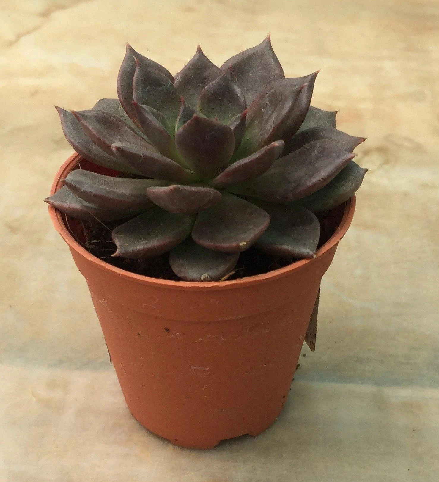 CGASPL Top 10 Best Indoor Bedroom Plants Pack 10 CGASPL Top 10 Best Indoor Bedroom Plants Pack