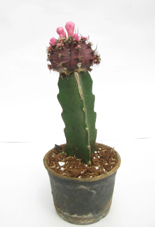 CGASPL Black Moon Cactus Live Plant (Big) 3 CGASPL Black Moon Cactus Live Plant (Big)