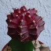 CGASPL Black Moon Cactus Live Plant (Small) Plants