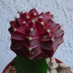 CGASPL Black Moon Cactus Live Plant (Small) Plants