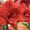 CGASPL Amaryllis Blood Red Flower Bulbs (Pack Of 6) Winter Flower Bulbs