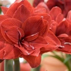 CGASPL Amaryllis Blood Red Flower Bulbs (Pack Of 6) Winter Flower Bulbs