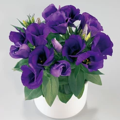 CGASPL Lisianthus (Eustoma) Carmen Blue Flower Seeds