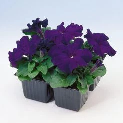 CGASPL Imported Flower Seeds Petunia Single Gf. Tritunia Blue Flower Seeds