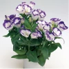 CGASPL Imported Flower Seeds Lisianthus (Eustoma) Carmen Blue Rim Flower Seeds 1 CGASPL Imported Flower Seeds Lisianthus (Eustoma) Carmen Blue Rim Flower Seeds