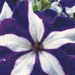 CGASPL Petunia Single Gf. Tritunia Blue Star Flower Seeds