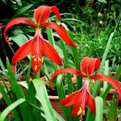 CGASPL Amaryllis Sprecklia Formosissma Red Flower Bulbs (Pack Of 6 Bulbs)