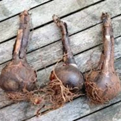 CGASPL Amaryllis Sprecklia Formosissma Red Flower Bulbs (Pack Of 6 Bulbs)