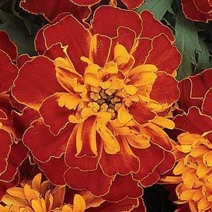 CGASPL Imported Flower Seeds Marigold French Bonanza Harmony Flower Seeds 3 CGASPL Imported Flower Seeds Marigold French Bonanza Harmony Flower Seeds