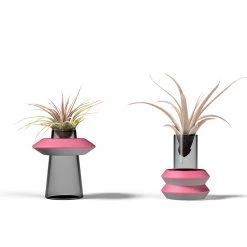 CGASPL Bound By Love Air Plant (qty-1) Plants