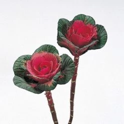 CGASPL Ornamental Cabbage Sunset Red Flower Seeds Imported Flower Seeds