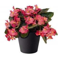 CGASPL Imported Flower Seeds Begonia Interspecific Big Deluxxe Rose Bronze Leaf Flower Seeds