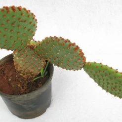 CGASPL Cinnamon Bunny Ear Cactus (Opuntia Microdasys Rufida)