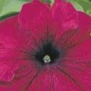CGASPL Petunia Single Gf. Tritunia Burgundy Flower Seeds