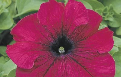 CGASPL Petunia Single Gf. Tritunia Burgundy Flower Seeds 3 CGASPL Petunia Single Gf. Tritunia Burgundy Flower Seeds