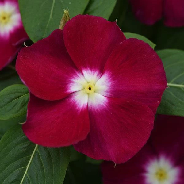 CGASPL Vinca Mediterranean Burgundy Halo Flower Seeds 3 CGASPL Vinca Mediterranean Burgundy Halo Flower Seeds