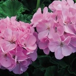 Goldsmith Imported Flower Seeds Geranium Maverick Pink Quicksilver Flower Seeds