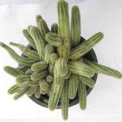 CGASPL Echinopsis Chamaecereus Non-Grafted Hanging Cactus Plant
