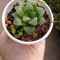 CGASPL Haworthia Mutica Succulent Plant