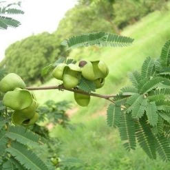 CGASPL Caesalpinia Coriaria Seeds - 1 Kg