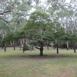 CGASPL Caesalpinia Coriaria Seeds - 1 Kg