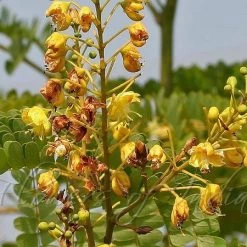 CGASPL Caesalpinia Sappan Seeds - 1 Kg Trees Of India