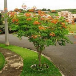 CGASPL Caesalpinia Sappan Seeds - 1 Kg Trees Of India