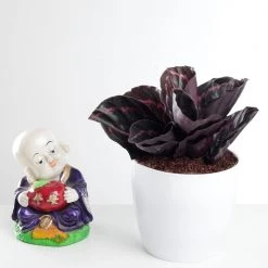 CGASPL Calathea Dottie Plant