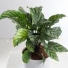CGASPL Plants Calathea Freddie Plant