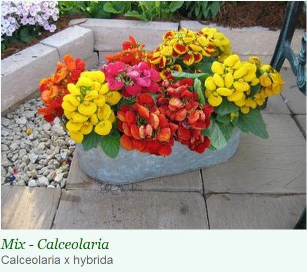 Sakata Seeds Calceolaria Dainty Mix Flower Seeds 3 Sakata Seeds Calceolaria Dainty Mix Flower Seeds