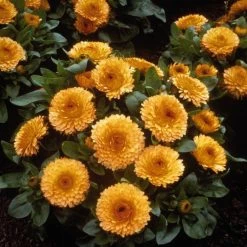 CGASPL Calendula Bon Bon Apricot Flower Seeds Imported Flower Seeds