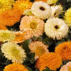 Benary Calendula Bon Bon Mix Flower Seeds