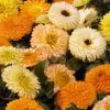 Benary Imported Flower Seeds Calendula Bon Bon Mix Flower Seeds