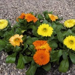 Benary Imported Flower Seeds Calendula Bon Bon Mix Flower Seeds