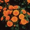 CGASPL Calendula Bon Bon Orange Flower Seeds Imported Flower Seeds