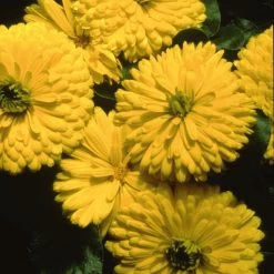 CGASPL Calendula Bon Bon Yellow Flower Seeds