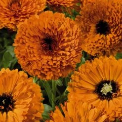 CGASPL Imported Flower Seeds Calendula Touch Of Red Orange Flower Seeds