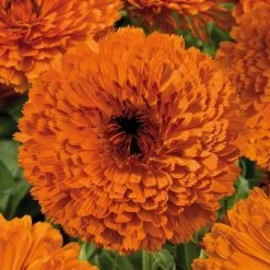 CGASPL Imported Flower Seeds Calendula Touch Of Red Orange Flower Seeds