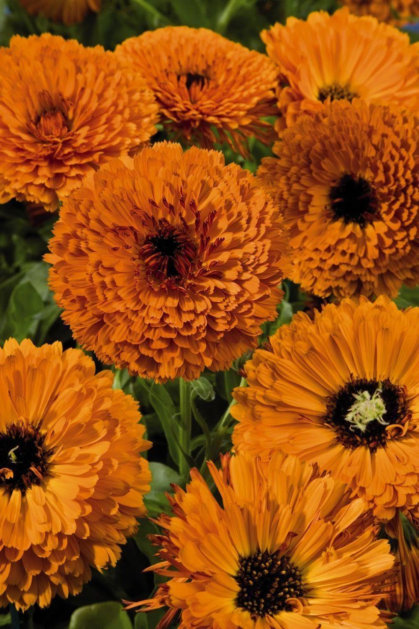 CGASPL Imported Flower Seeds Calendula Touch Of Red Orange Flower Seeds 3 CGASPL Imported Flower Seeds Calendula Touch Of Red Orange Flower Seeds