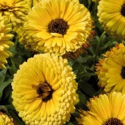 CGASPL Imported Flower Seeds Calendula Touch Of Red Yellow Flower Seeds