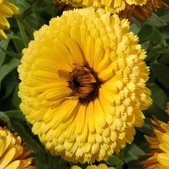 CGASPL Imported Flower Seeds Calendula Touch Of Red Yellow Flower Seeds