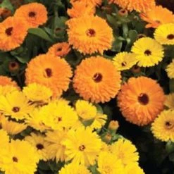 Sakata Seeds Calendula Calypso Yellow W/Black Center Flower Seeds Imported Flower Seeds