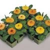 CGASPL Calendula Gitana Fiesta Mix Flower Seeds Imported Flower Seeds 2 CGASPL Calendula Gitana Fiesta Mix Flower Seeds Imported Flower Seeds