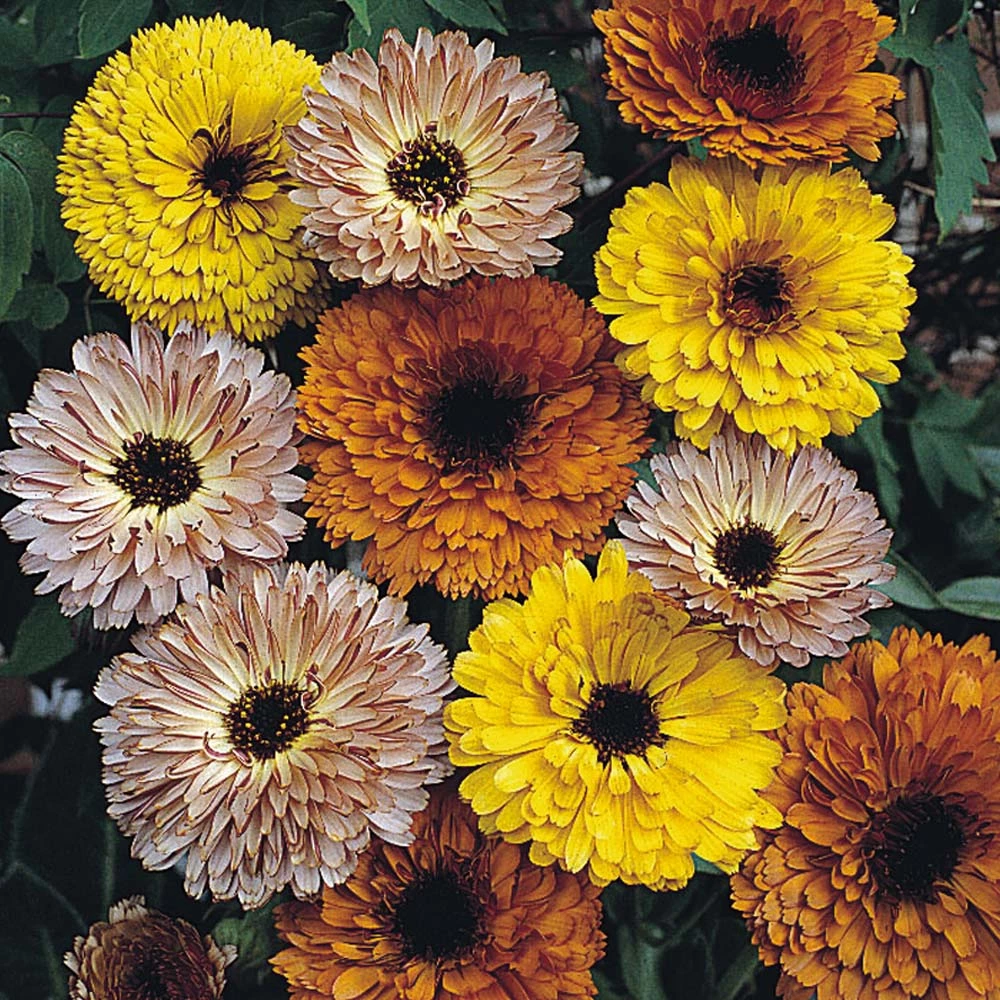 Benary Imported Flower Seeds Calendula Touch Of Red Mix Flower Seeds 3 Benary Imported Flower Seeds Calendula Touch Of Red Mix Flower Seeds
